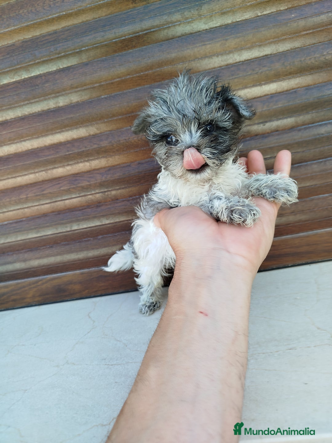 Maltipoo perros en venta: Maltipoo azul y blanco  - Imagen 2