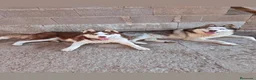 Husky Siberiano perros en venta: Disponible huskys de Calidad  - Anuncio 7