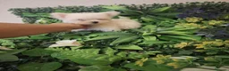 Bichón Maltés perros en venta: Cachorro bichon maltes  - Anuncio 4