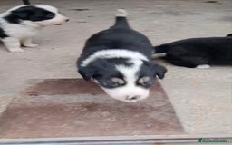 Border Collie perros en venta: Border collie  - Imagen 10