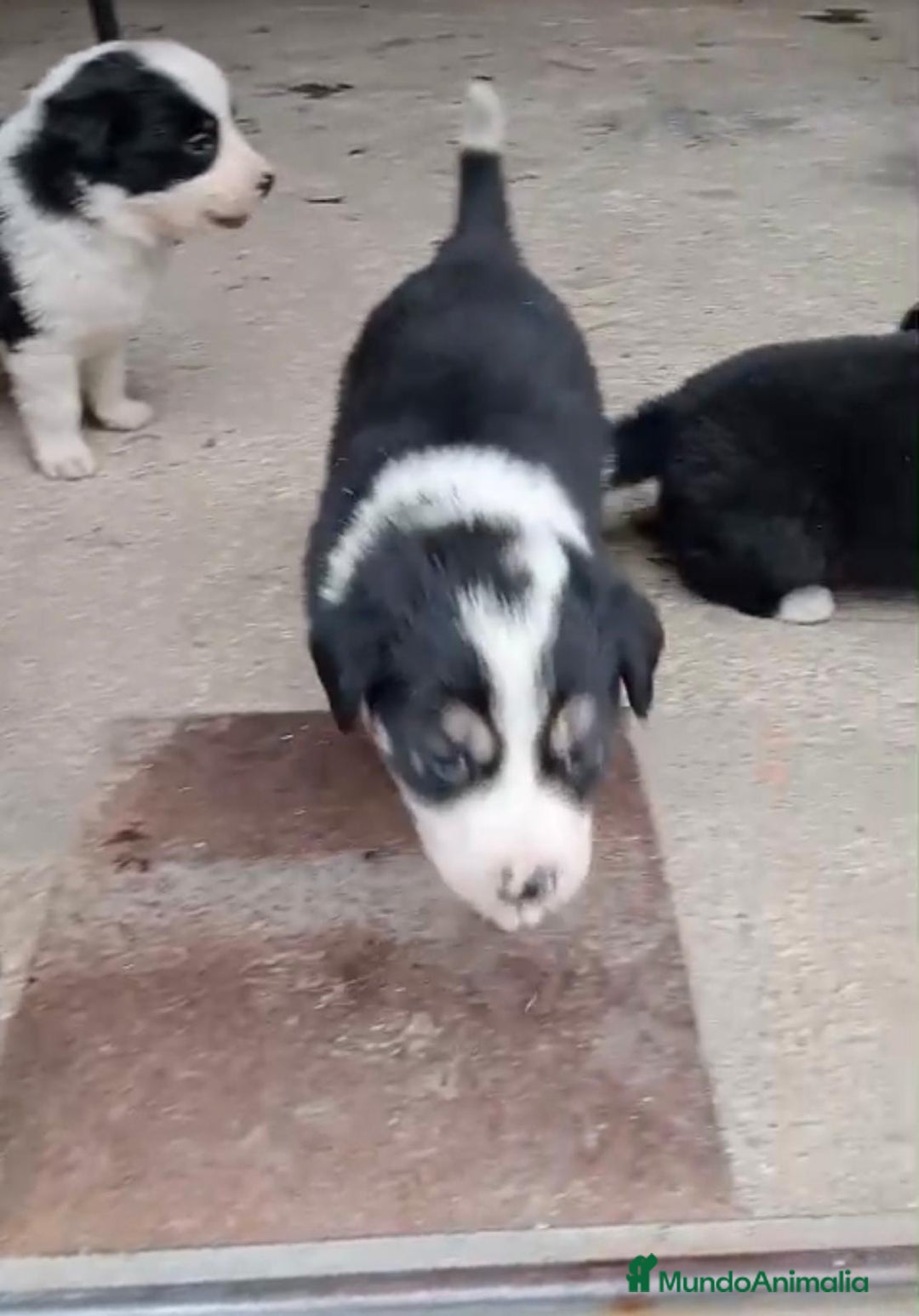 Border Collie perros en venta: Border collie  - Imagen 10