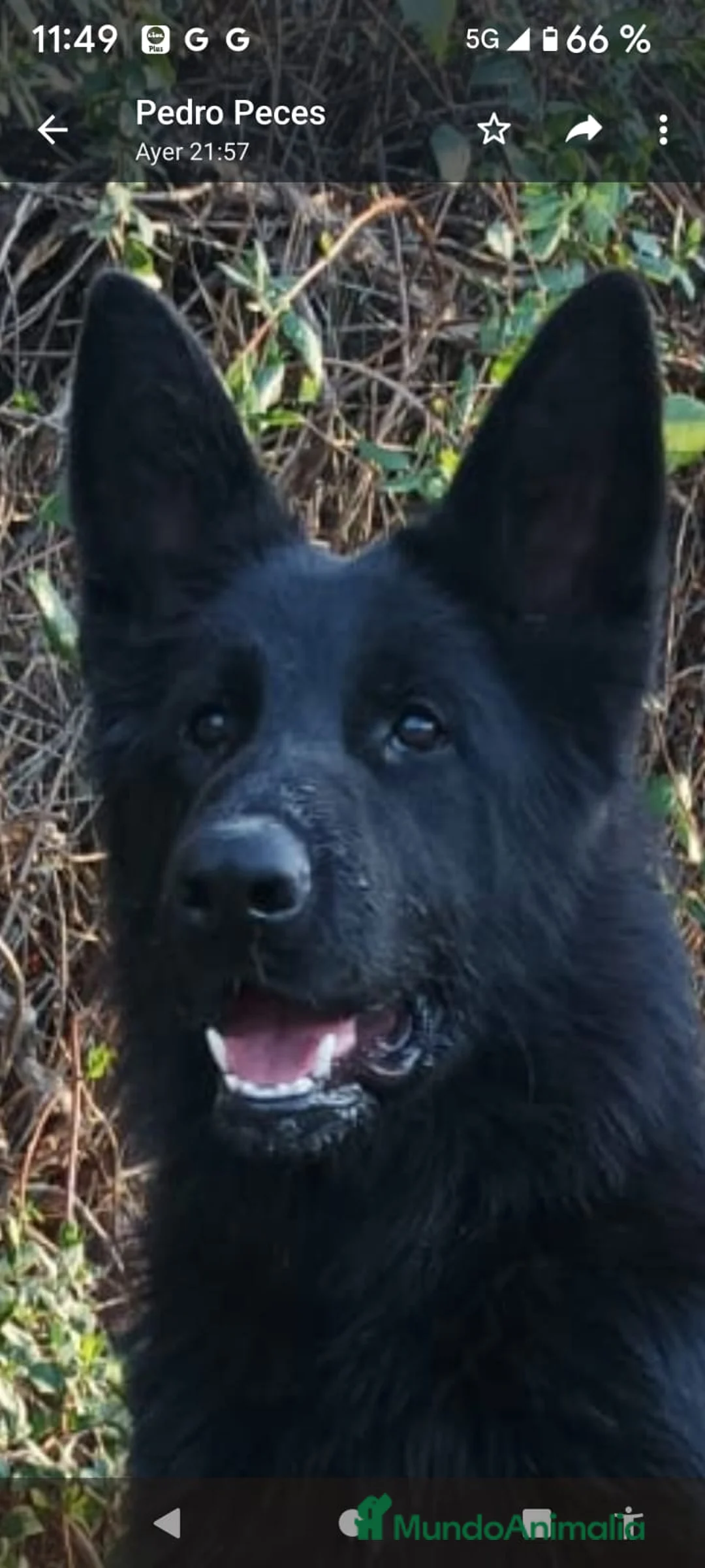 Pastor Alemán perros para monta: Disponoible para montas - Anuncio 3