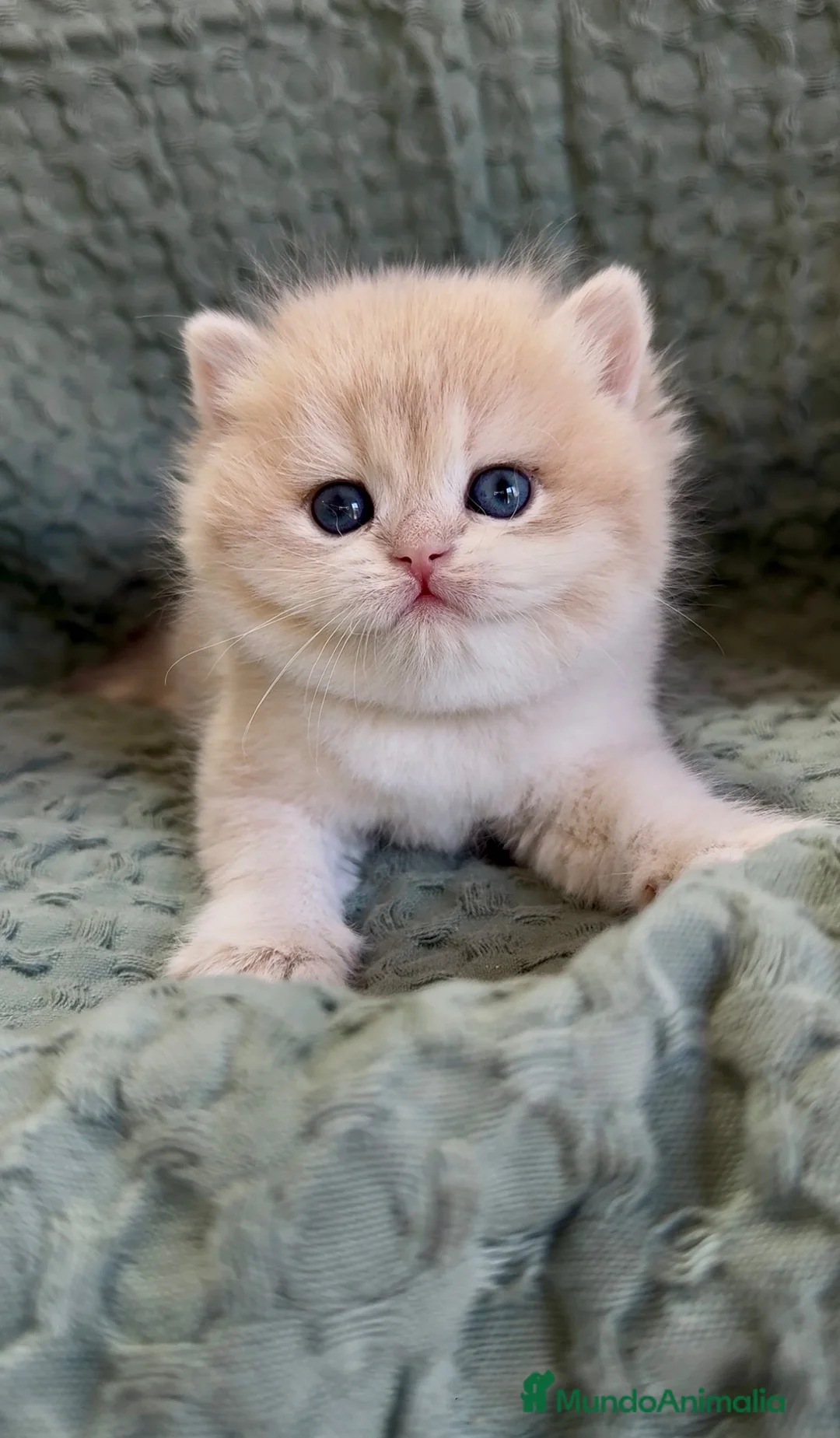 Británico de Pelo Corto gatos en venta: Camada H (2)  - Anuncio 1