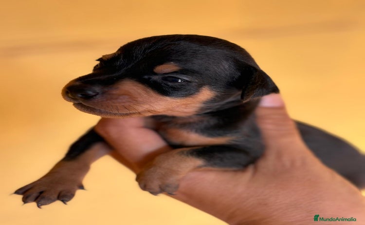 Pinscher Miniatura perros - Anuncio 1