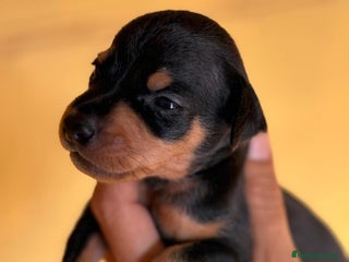 Pinscher Miniatura perros - Anuncio 4
