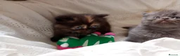 Himalayo gatos en venta: Disponible gatito persa himalayo - Anuncio 13