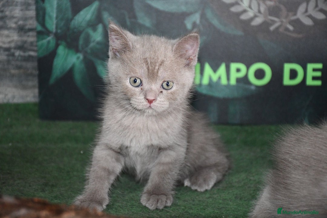 Británico de Pelo Corto Azul gatos en venta: British shorthair  - Imagen 2