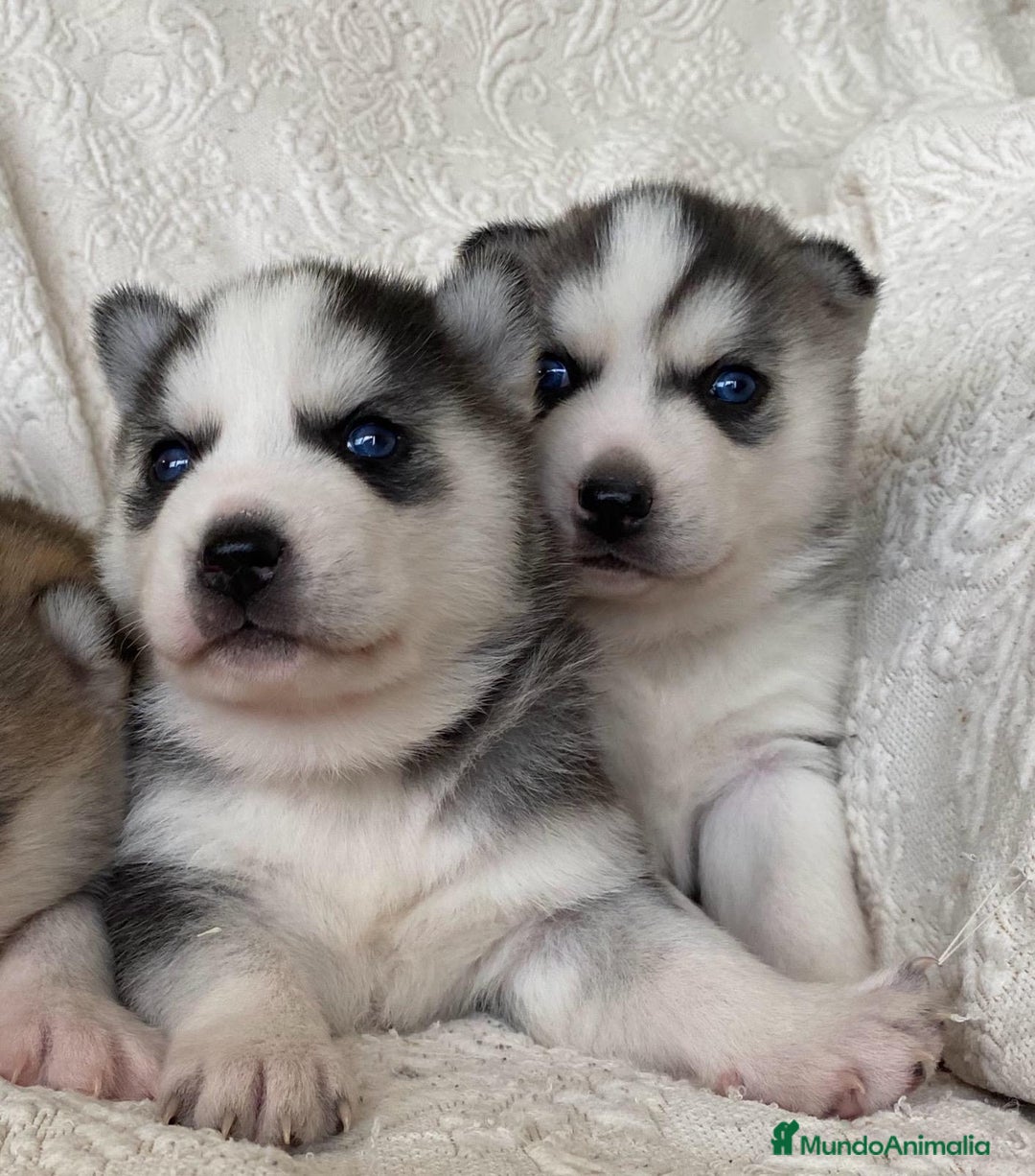 Husky Siberiano perros en venta: Husky Siberiano  - Anuncio 5