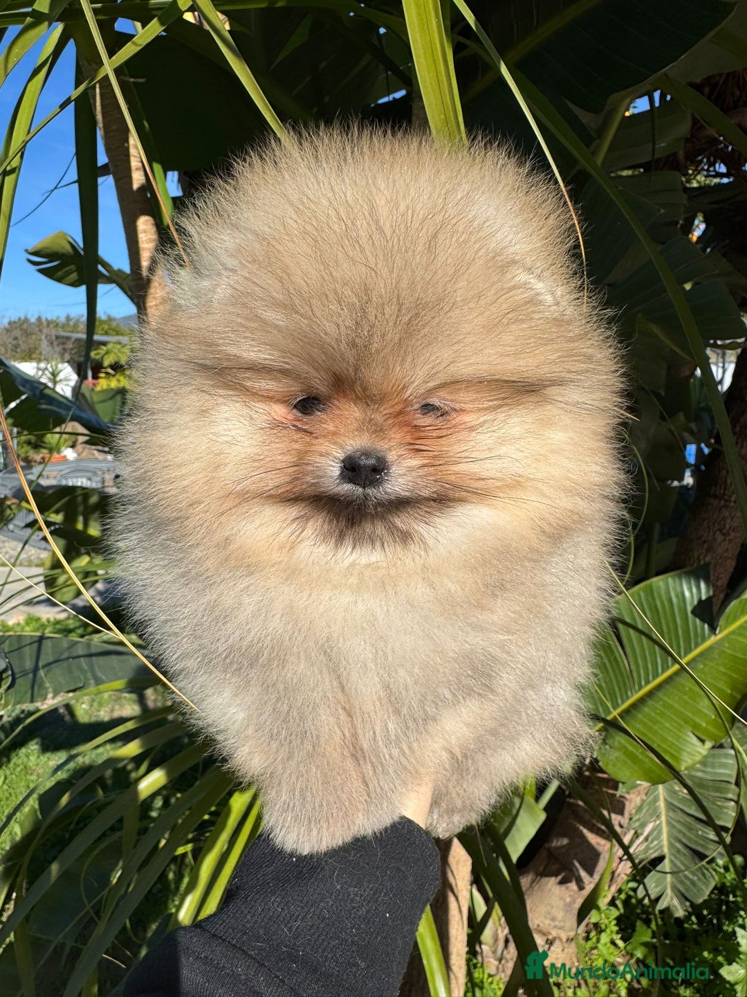 Pomerania perros en venta: PRECIOSOS POMERANIAS AUTENTICOS MINIATURA - Anuncio 2