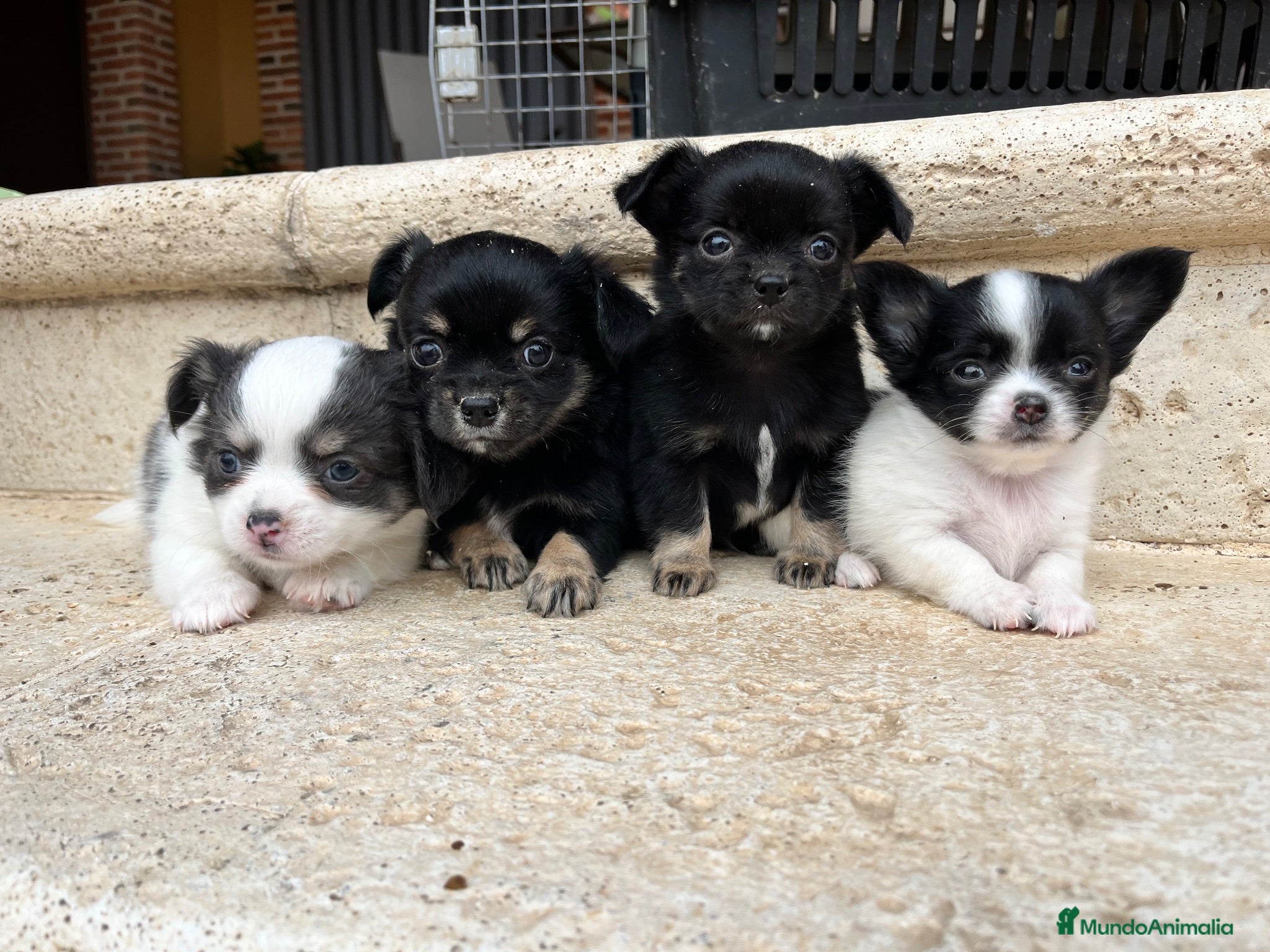 Chihuahua perros Chihuahua pelo largo - Anuncio 1