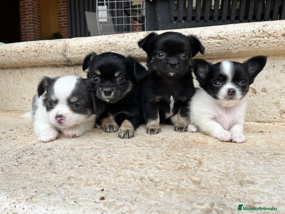 Chihuahua perros en venta: Chihuahua pelo largo - Anuncio 1