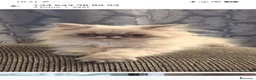 Persa gatos en venta: Persas himalayos mallorca - Anuncio 1