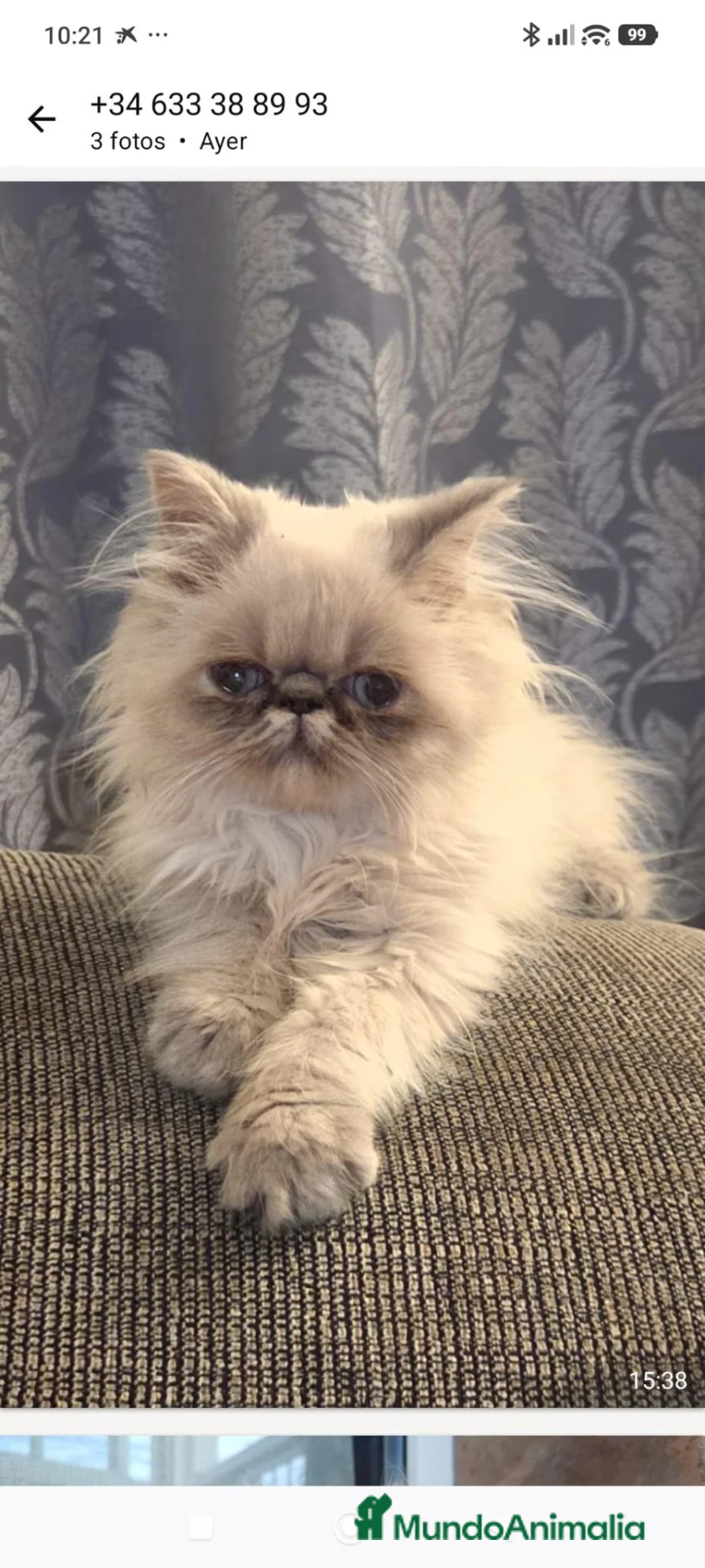 Persa gatos en venta: Persas himalayos mallorca - Anuncio 1
