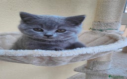 Británico de Pelo Corto gatos en venta: Gato British - Imagen 2