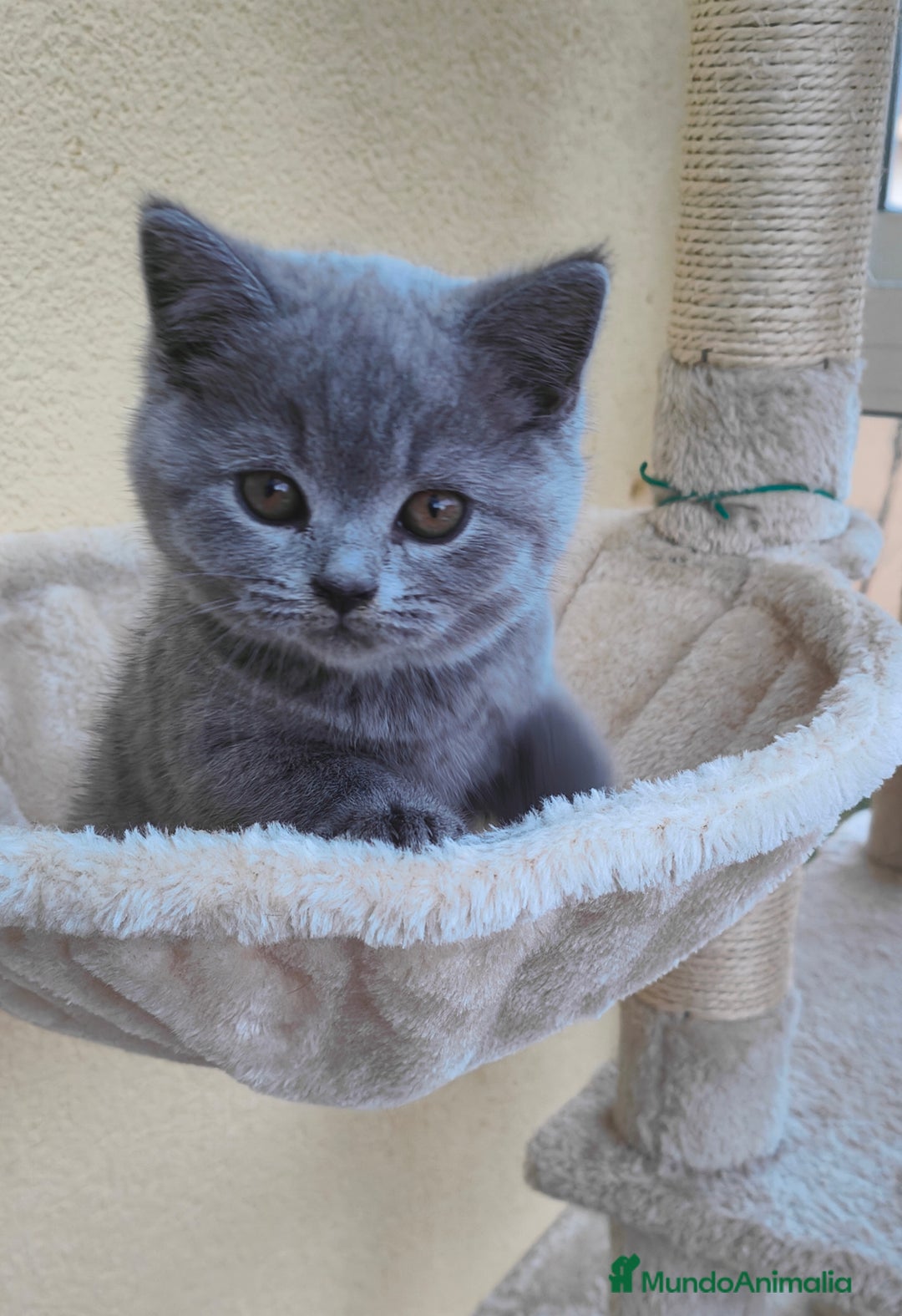 Británico de Pelo Corto gatos en venta: Gato British - Imagen 2