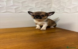 Chihuahua perros en venta: Chihuahuas  - Anuncio 4