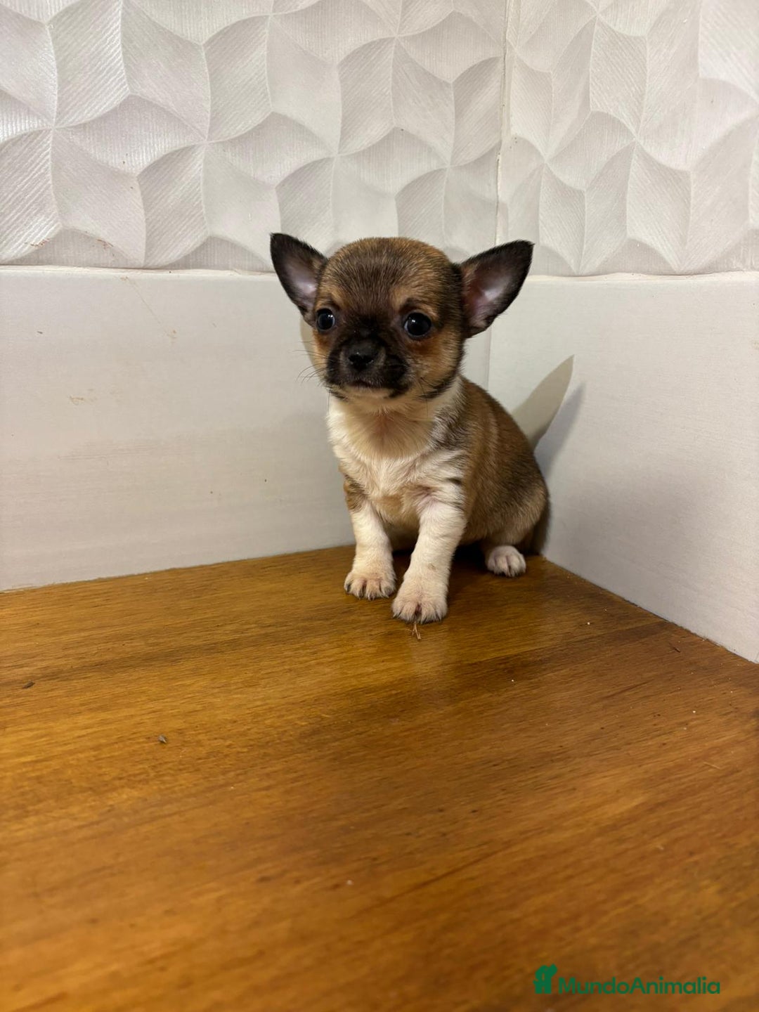 Chihuahua perros en venta: Chihuahuas  - Anuncio 4