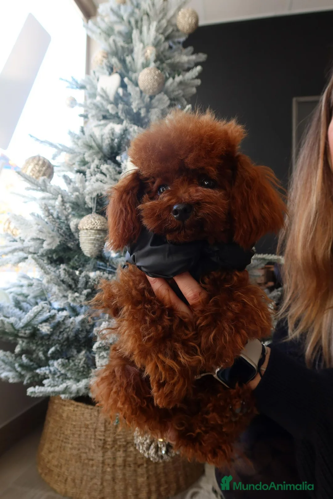 Caniche Toy perros en venta: Caniche toy - Anuncio 4