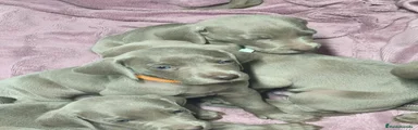 Weimaraner 3