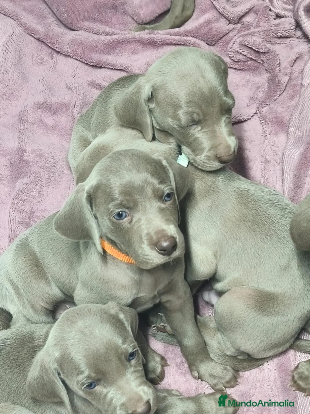 Weimaraner perros en venta: Cachorros de Braco de Weimar  - Anuncio 5
