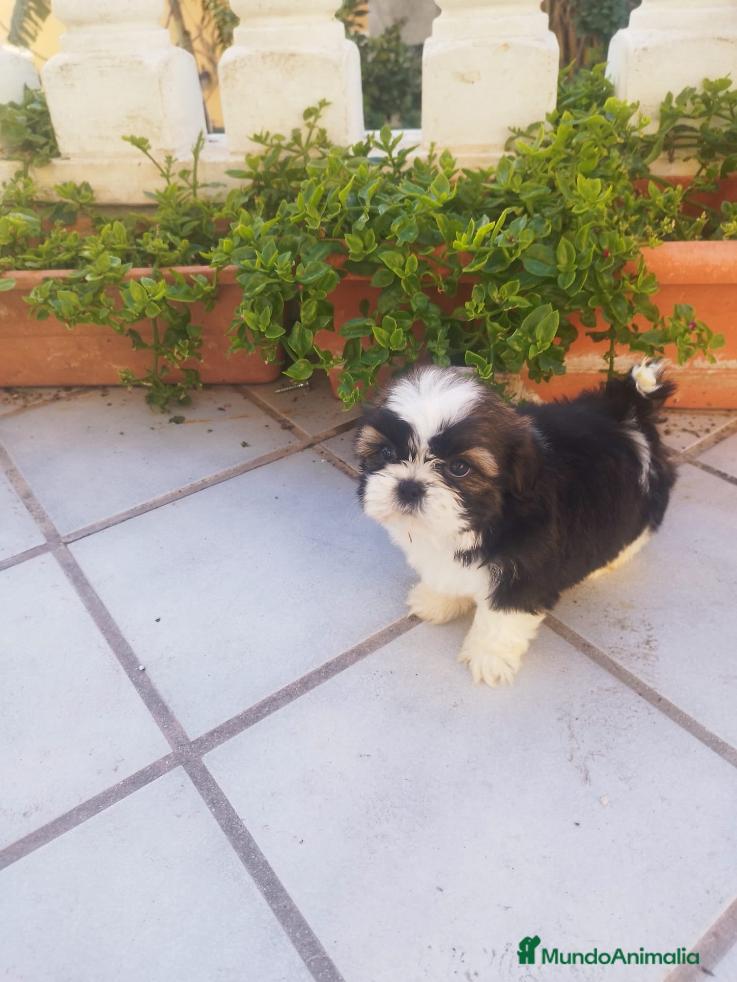 Shih Tzu perros SHIH TZU EXCLUSIVOS - Anuncio 3