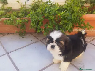 Shih Tzu perros SHIH TZU EXCLUSIVOS - Anuncio 3