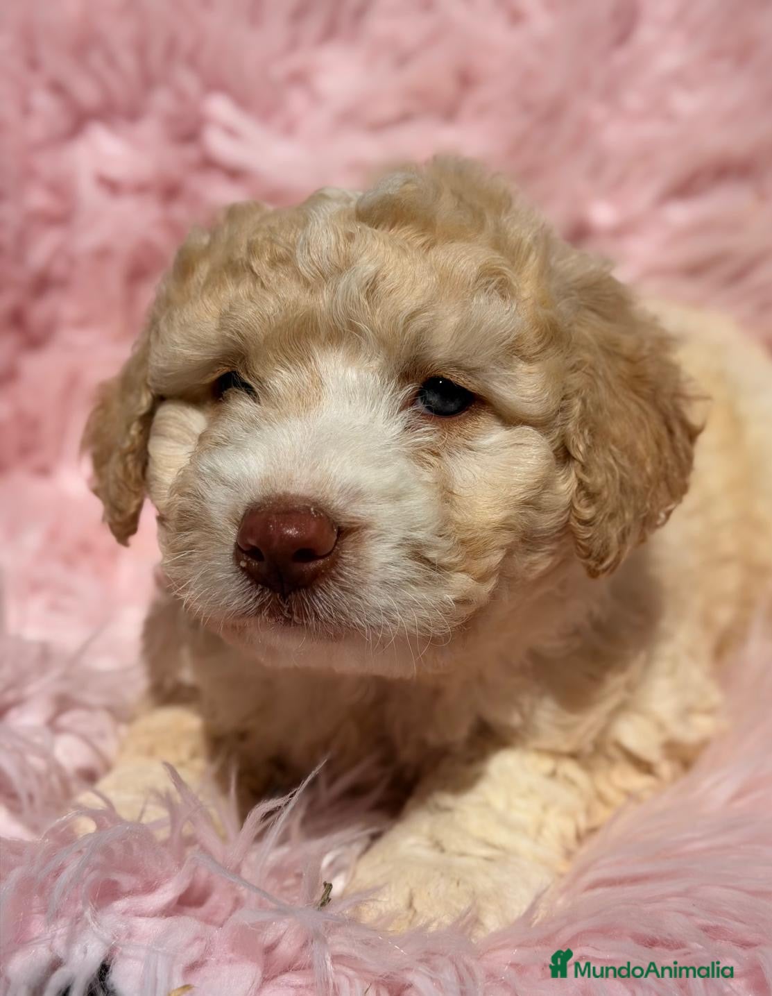 Perro de Agua Español perros PERRO DE AGUA ESPAÑOL DISPONIBLES - Anuncio 1