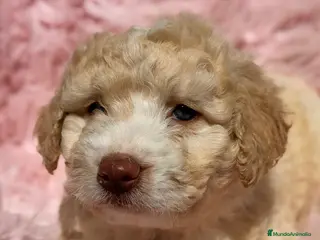 Perro de Agua Español perros PERRO DE AGUA ESPAÑOL DISPONIBLES - Anuncio 1