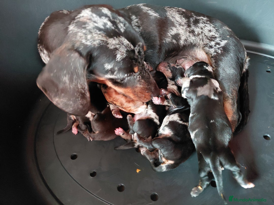 Teckel perros en venta: Teckels arlequines - Anuncio 1