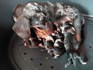 Teckel perros Teckels arlequines - Anuncio 2