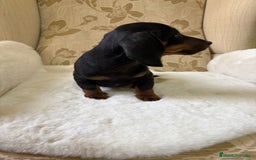 Teckel Miniatura perros en venta: Teckel miniatura varios colores  - Imagen 4