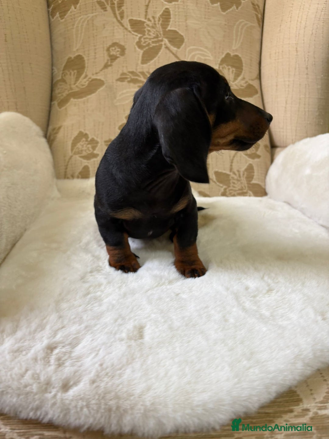 Teckel Miniatura perros en venta: Teckel miniatura varios colores  - Imagen 4