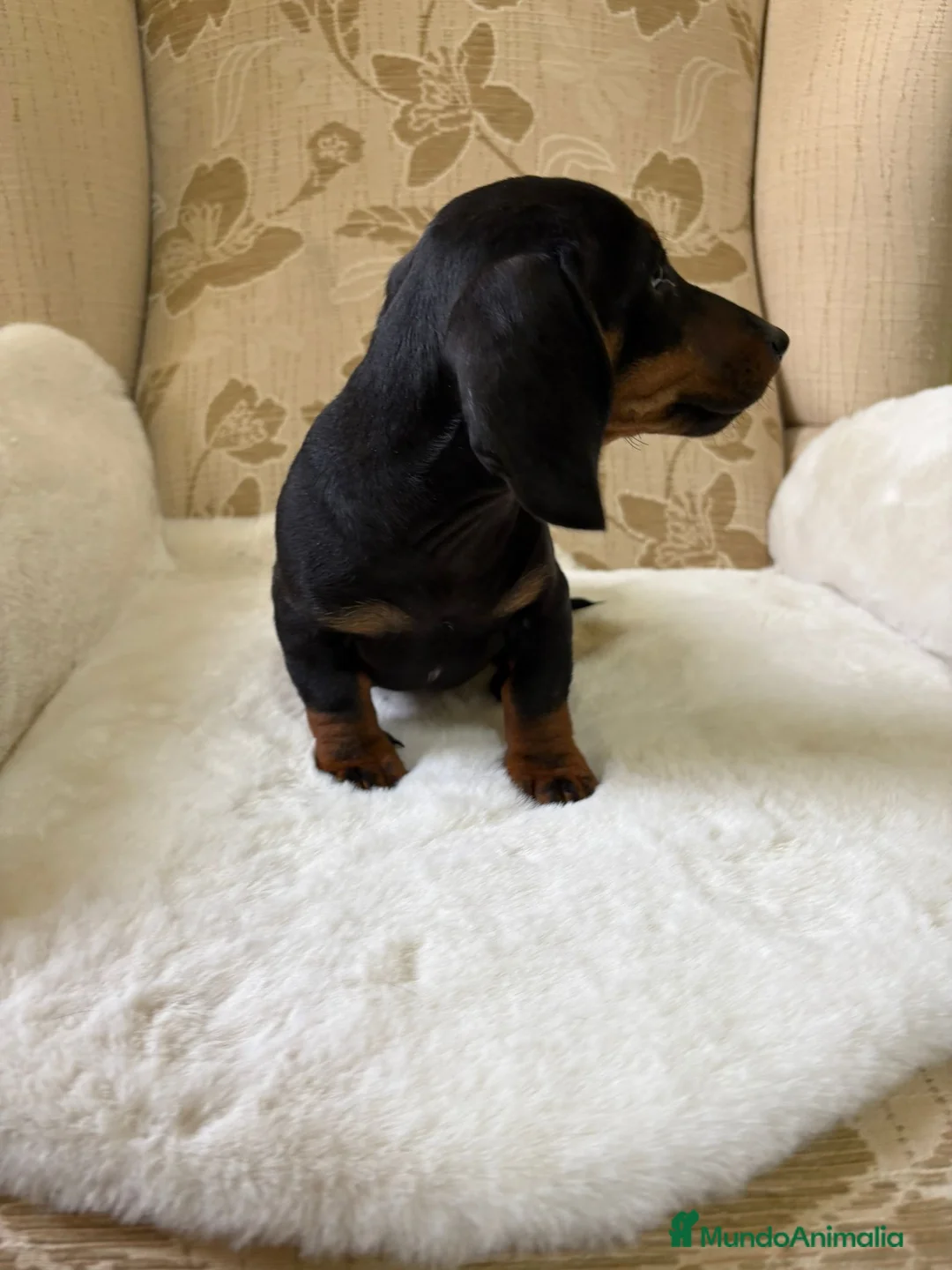 Teckel Miniatura perros en venta: Teckel miniatura varios colores  - Anuncio 4