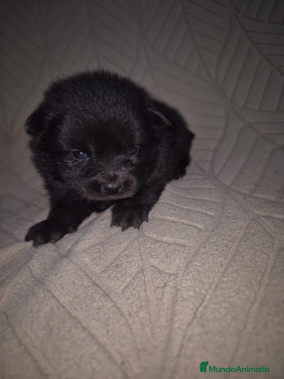 Pomerania perros en venta: Pomerania  - Anuncio 2