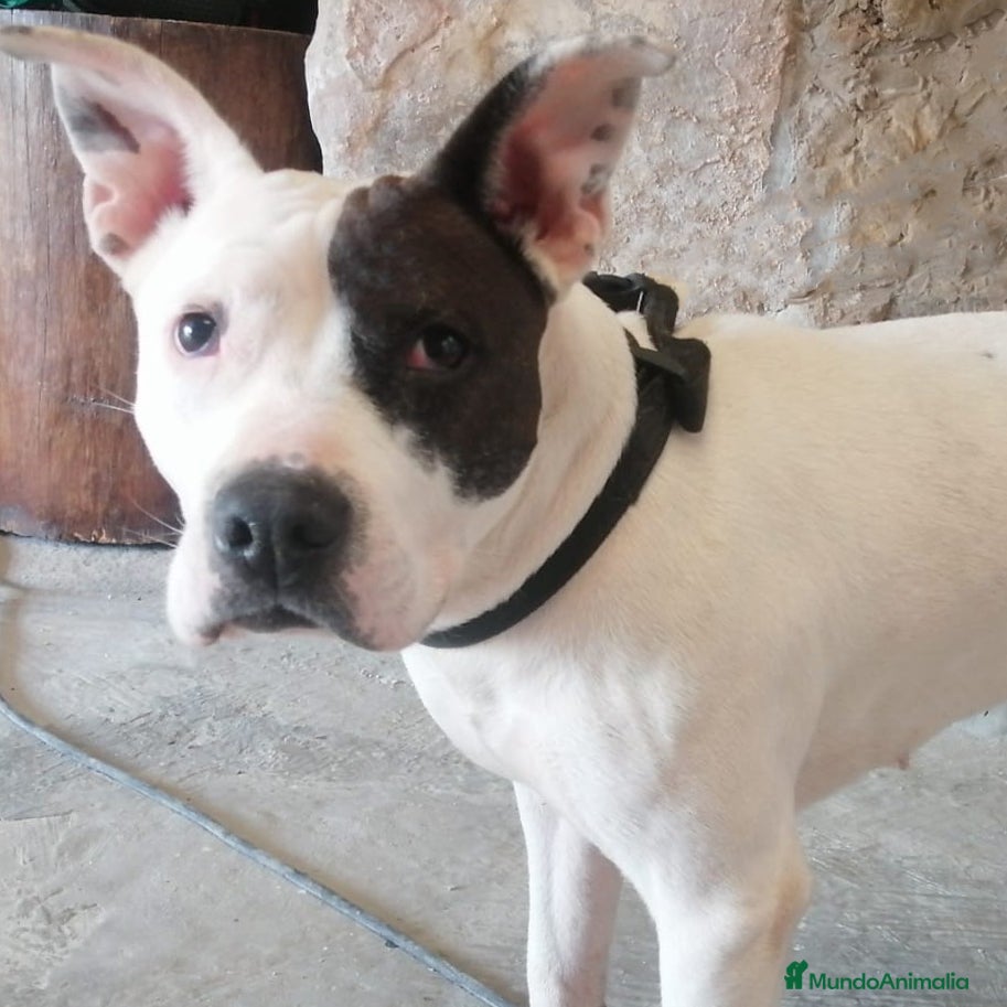 American Staffordshire-Terrier perros Laly - American Staffordshire-Terrier - Anuncio 1