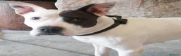 American Staffordshire-Terrier perros en venta: Laly - American Staffordshire-Terrier - Anuncio 1