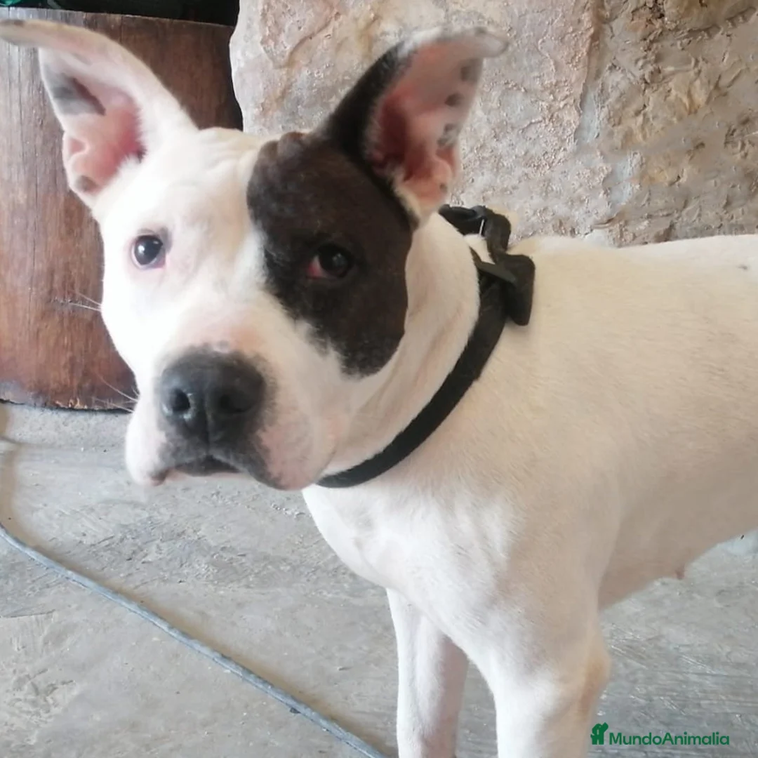 American Staffordshire-Terrier perros en venta: Laly - American Staffordshire-Terrier - Anuncio 1