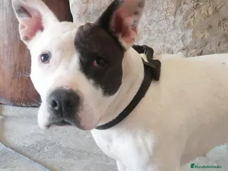 American Staffordshire-Terrier perros Laly - American Staffordshire-Terrier - Anuncio 1