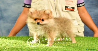 Pomerania perros en Rubena - Propaganda 12