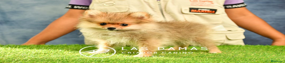 Pomerania MACHO MARRÓN