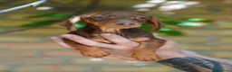 Teckel Miniatura perros en venta: Teckel Miniatura  - Anuncio 4
