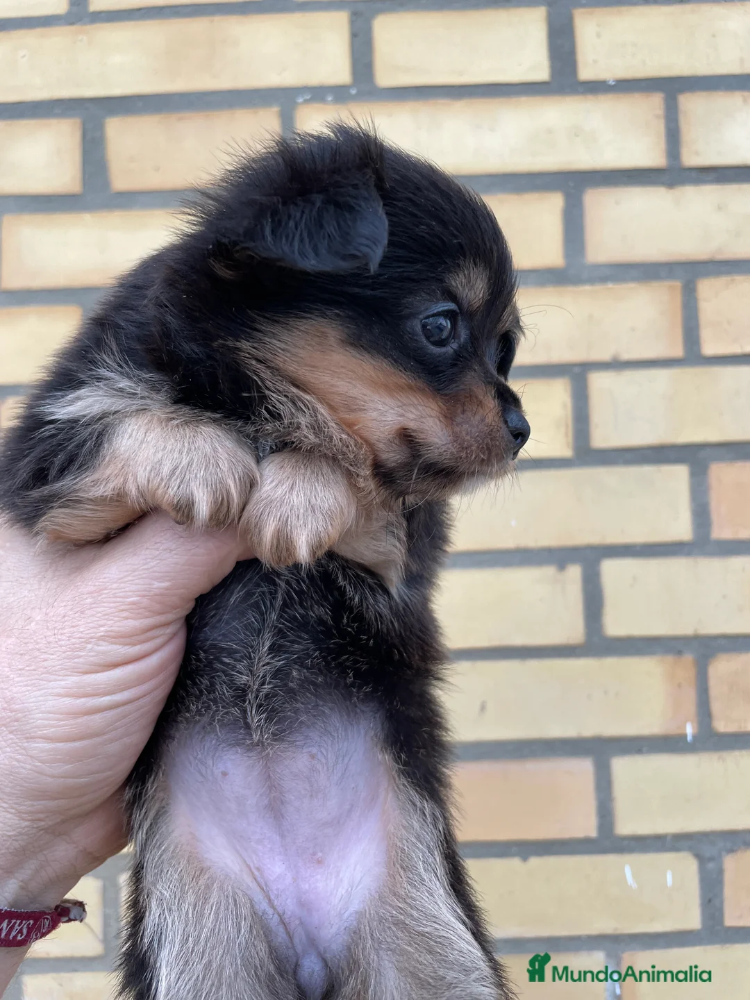Chihuahua perros en venta: Chihuahua de pelo largo - Anuncio 1