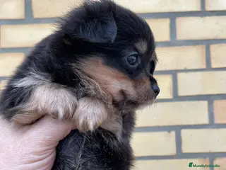 Chihuahua perros Chihuahua de pelo largo - Anuncio 2