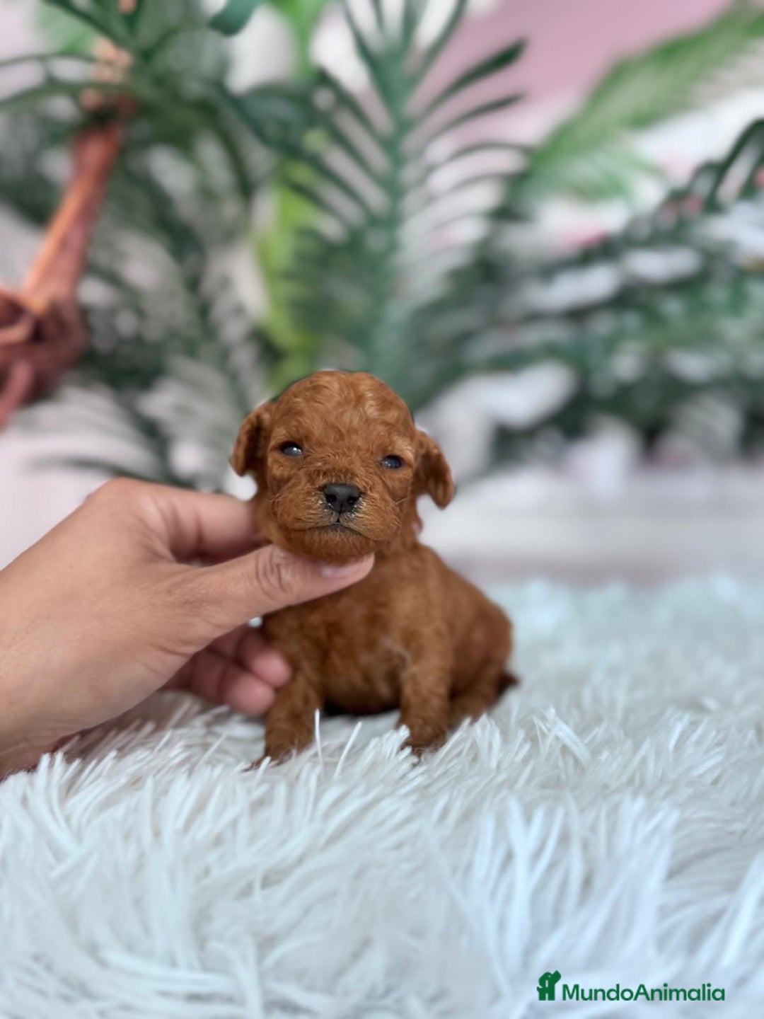 Caniche Toy perros en venta: CANICHE TOY ROJO - Anuncio 6