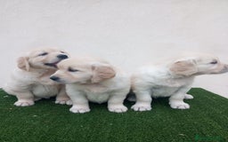Golden Retriever perros en venta: Espectaculares ejemplares de GOLDEN RETRIEVER  - Anuncio 3