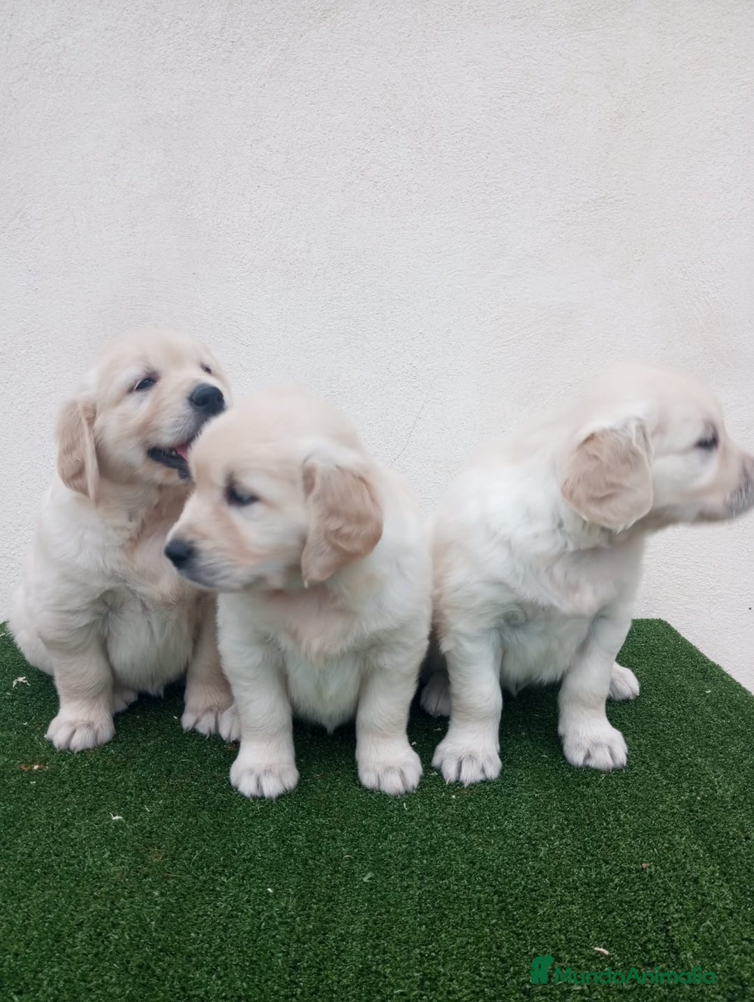 Golden Retriever perros en venta: Espectaculares ejemplares de GOLDEN RETRIEVER  - Anuncio 3