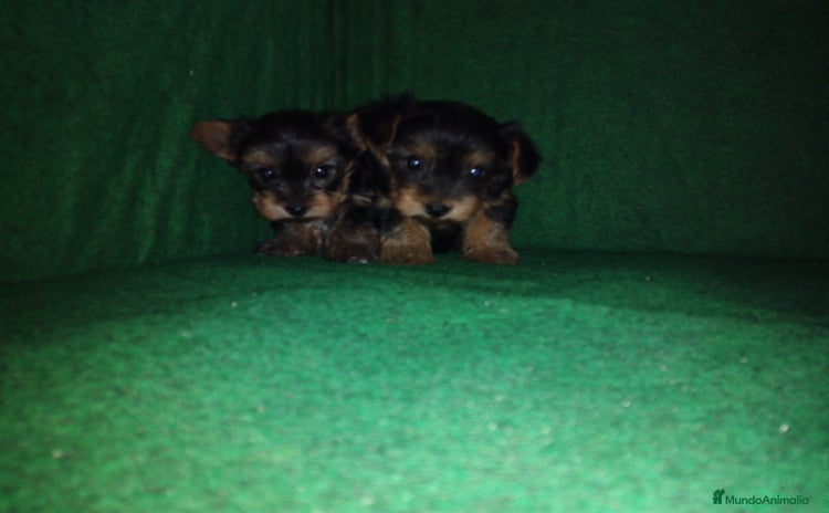 Yorkshire Terrier perros - Anuncio 2