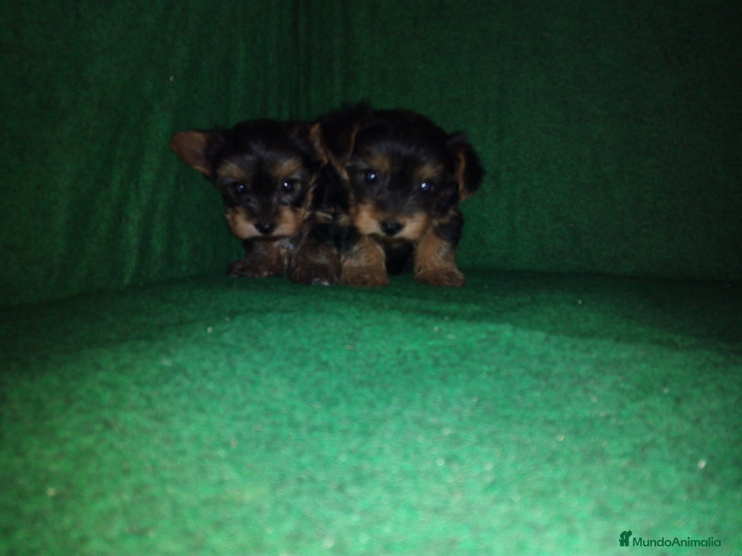 Yorkshire Terrier perros en venta: yorkshire terrier - Imagen 1