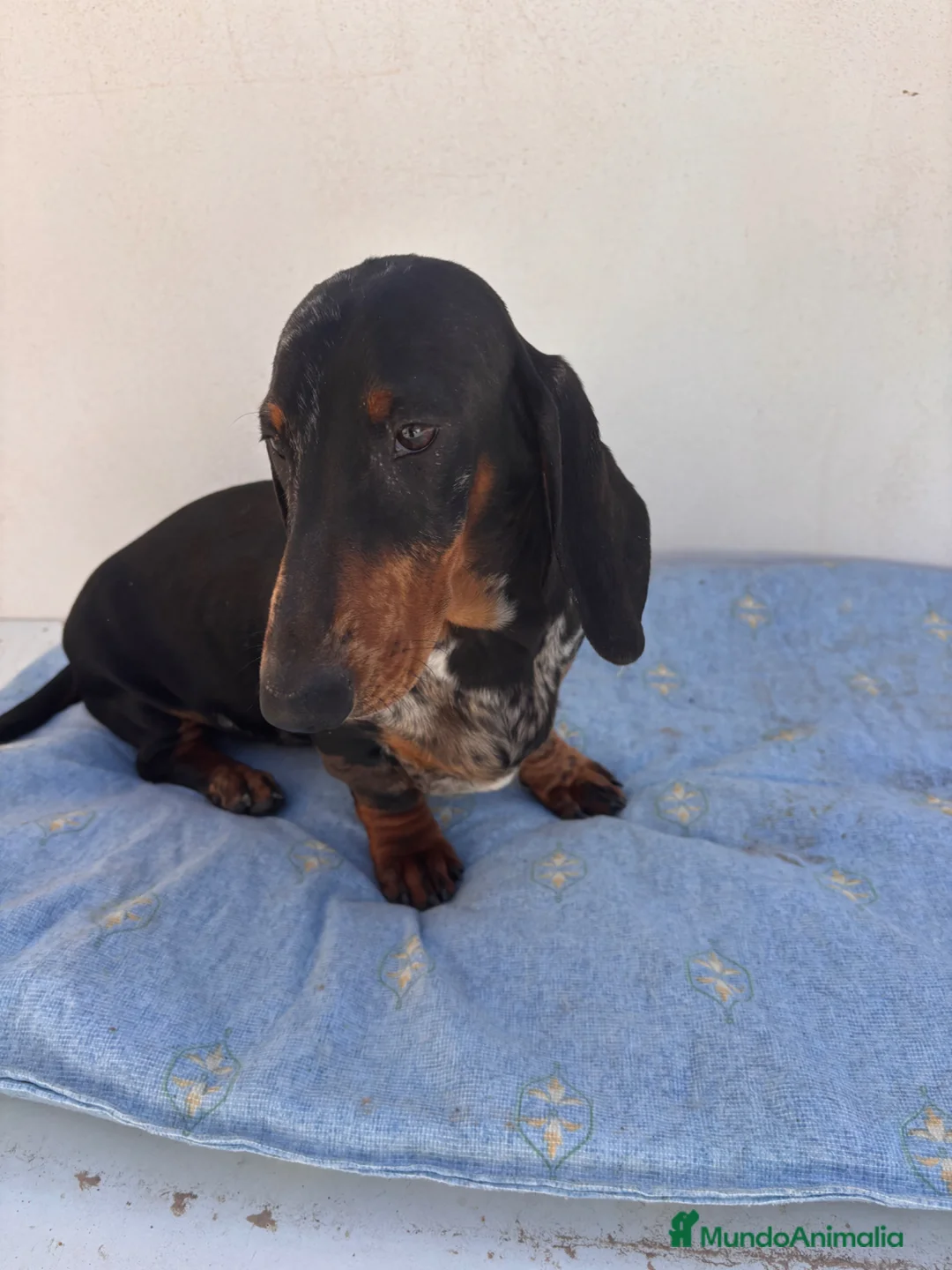 Teckel perros en venta: CACHORRO DE TECKEL STANDARD ARLEQUÍN PLATA  - Anuncio 6