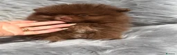 Pomerania perros en venta: POMERANIA CHOCOLATE MACHO - Anuncio 5